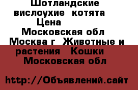Шотландские  вислоухие  котята.  › Цена ­ 1 500 - Московская обл., Москва г. Животные и растения » Кошки   . Московская обл.